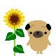 ひまわり