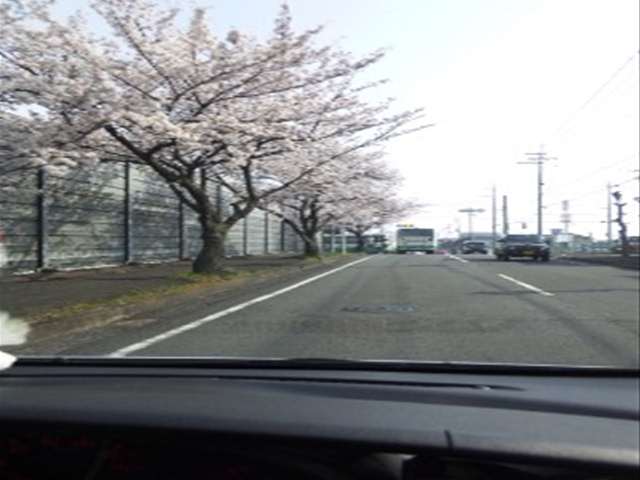 桜