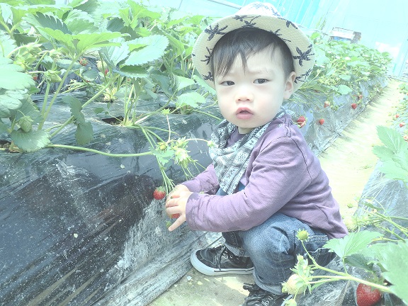 いちご