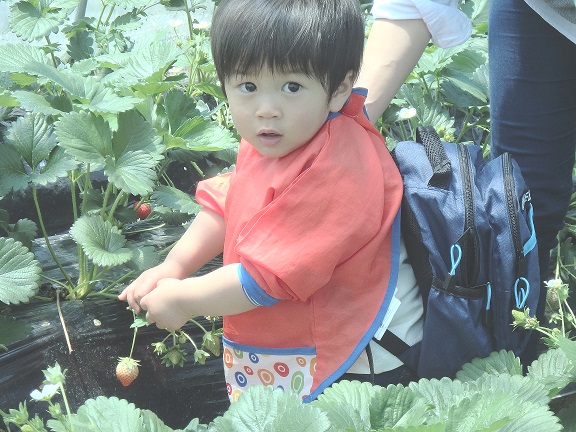 いちご